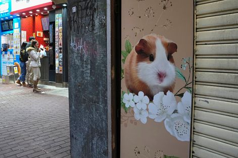 2022年1月，香港一家寵物店女性店員感染新冠肺炎，店內倉鼠也呈陽性反應，全數撲殺（AP）