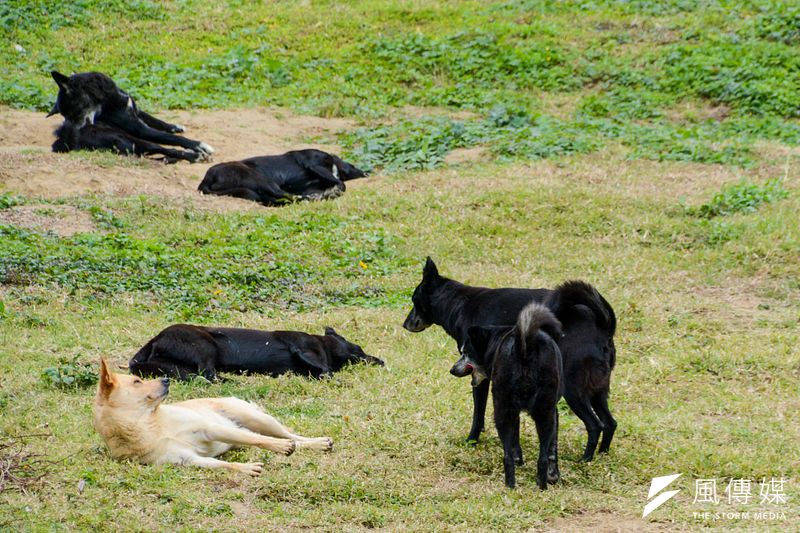 相信動物協會近年在北北基致力推動「母犬絕育計畫」,協會近來推出的募資計畫在短時間內就達到125萬的目標。示意圖。(資料照,陳明仁攝)