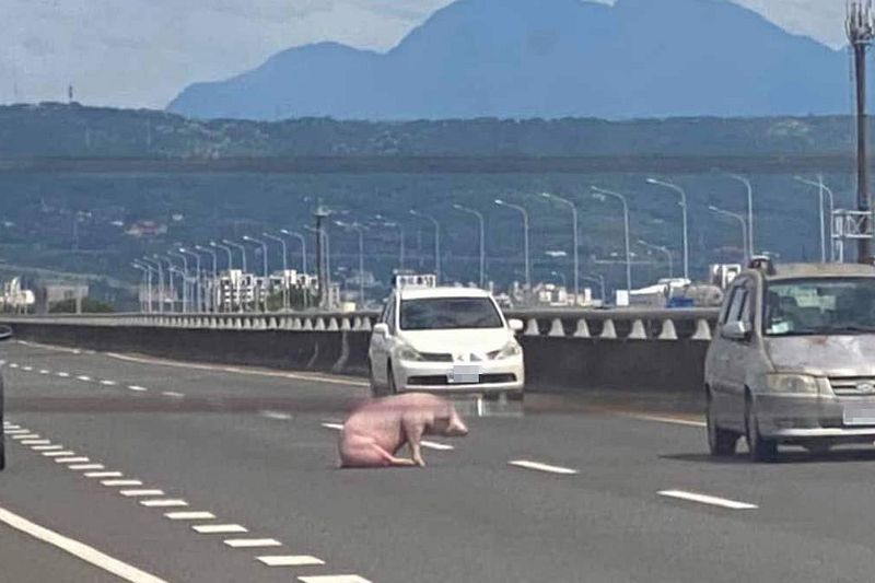 一隻摔落高速公路的豬。(爆廢公社)