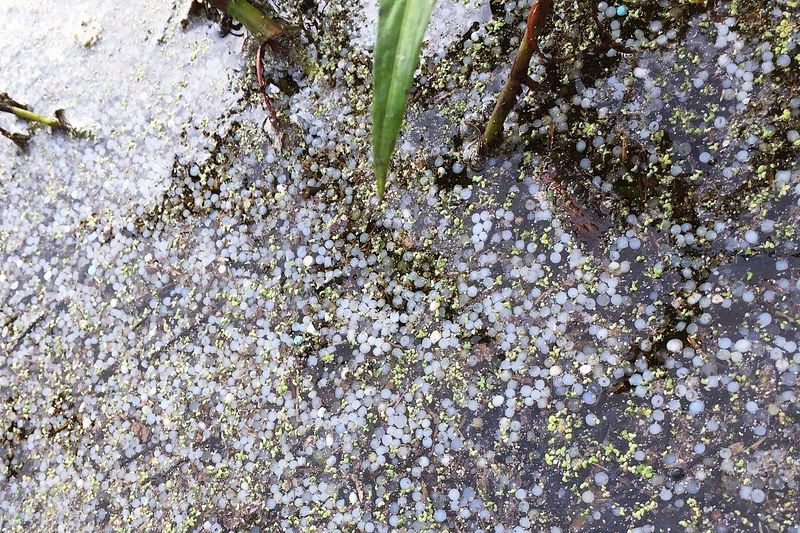 「問台塑經理知不知道很多魚死掉了,他卻問:你們要吃飽飯,還是要魚?」(取自San Antonio Bay Waterkeeper@facebook)