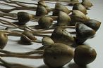 迷幻蘑菇（magic mushroom）（Alan Rockefeller@Wikipedia / CC BY-SA 3.0）