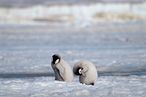 （示意圖）南極洲、企鵝。(AP)