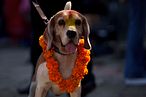 尼泊爾一年一度的「狗節」Kukur Tihar慶典上，一隻警犬佩戴橘色花環。（AP）