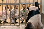 中國專家探視大貓熊「團團」、「圓圓」一家生活情形（左：魏明先生、中：吳虹林先生）（台北市立動物園）