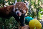 智利一家動物園為小貓熊準備復活節彩蛋尋寶活動。（AP）