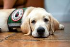 身心障礙輔助（協助）犬。（Jami430@Wikipedia/CC BY-SA 4.0）