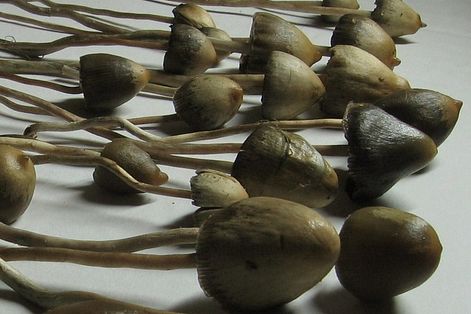 迷幻蘑菇（magic mushroom）（Alan Rockefeller@Wikipedia / CC BY-SA 3.0）