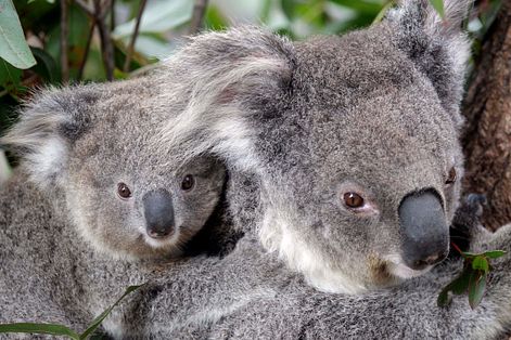 澳洲政府正式將無尾熊列入瀕危物種名單。（資料照，美聯社）