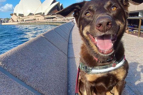 澳洲雪梨的狗狗巡邏隊（截自Instagram@maddogsseagullpatrol）