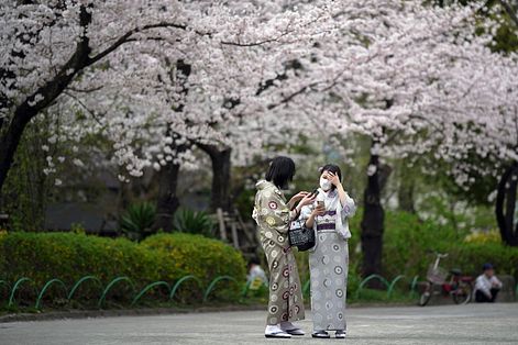 日本東京正值櫻花季，遊客戴著口罩賞櫻。（AP）