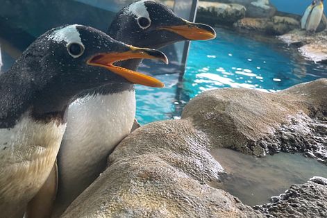 日本箱根園水族館內飼養的企鵝。（取自Twitter@hakone_en）