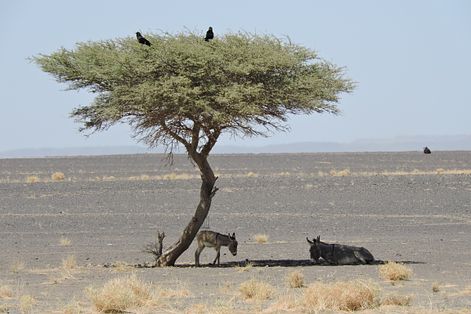 《撒哈拉，一片應許之地：一位人類學者的另類旅遊實踐記事》：沙漠中的野驢。（蔡適任提供）