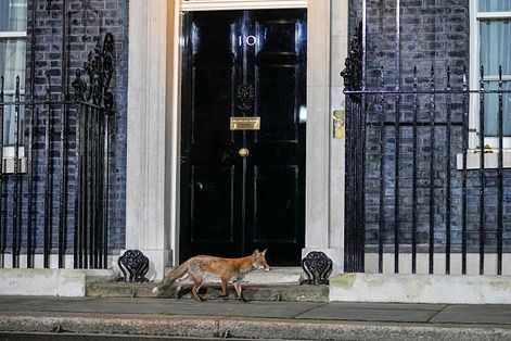 英國首相府唐寧街10號前出現一隻不速之客——狐狸。（AP）