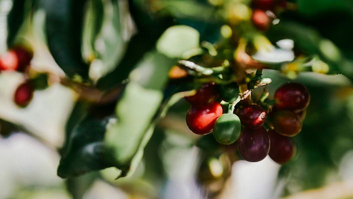 夏威夷可納咖啡4