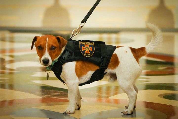 挖出200顆未爆彈的狗狗Patron，5月9日受到烏克蘭總統澤連司基表揚。（美聯社）