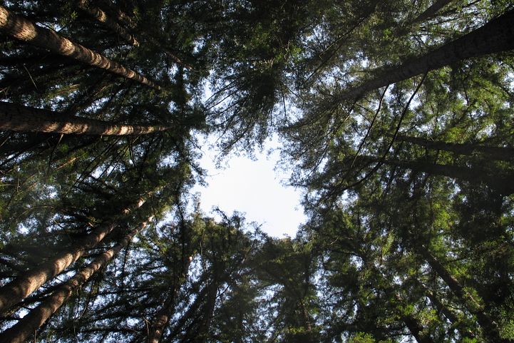 美國加州紅木國家公園的高聳巨木（Goldblattster@Wikipedia/CC BY-SA 3.0）