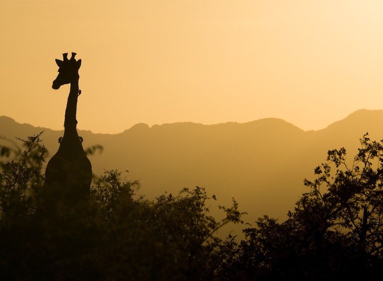 美國支持非洲成「第五大經濟體」、石油大國也準備脫碳,以及其他一週國際大事