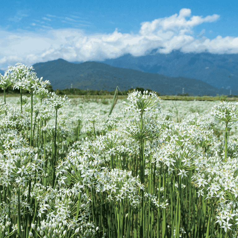 吉安韭菜花田。(圖/花蓮觀光資訊網 提供)