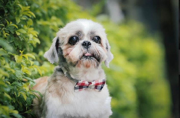 (圖/Michelle Lin 提供)